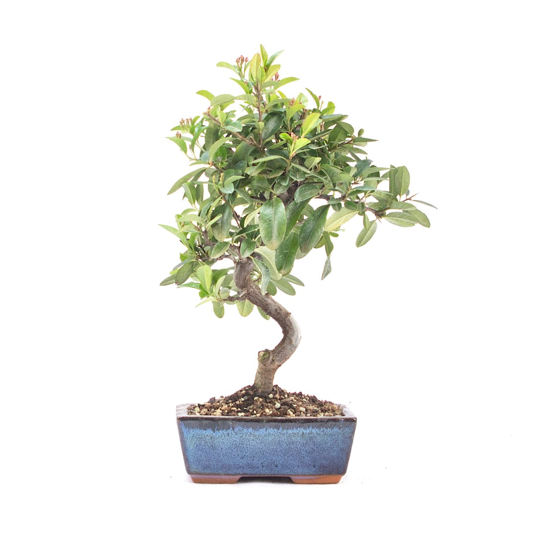 Feuerdorn 'Pyracantha coccinea'